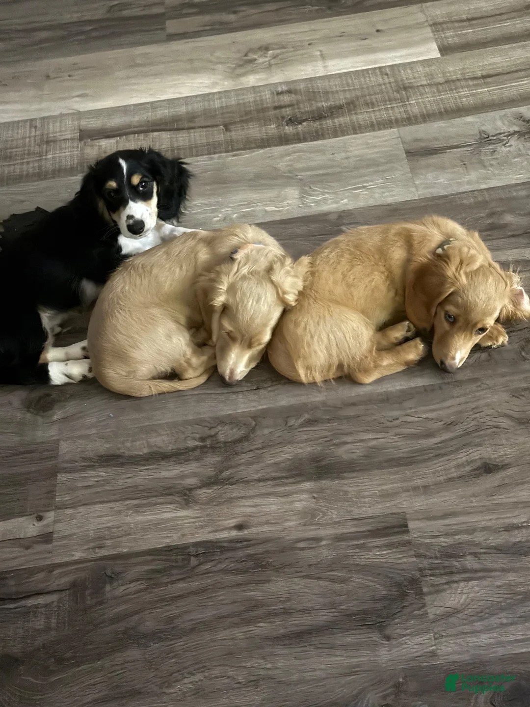 Miniature Dachshund dogs for sale: Miniature Dachshund 3 - Ad 2