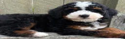 Mini Bernedoodle dogs for sale: 💙IN BOSTON MASSACHUSETTS AREA💙TRADITIONAL TRI COLOR💙MINI BERNEDOODLE BOY💙 - Ad 6
