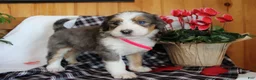 Bernedoodle dogs for sale: Petunia - Ad 10