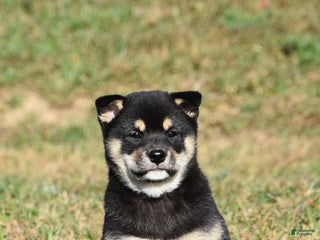 Shiba Inu dogs - Ad 36