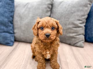 Cavapoo dogs Brody - Ad 1