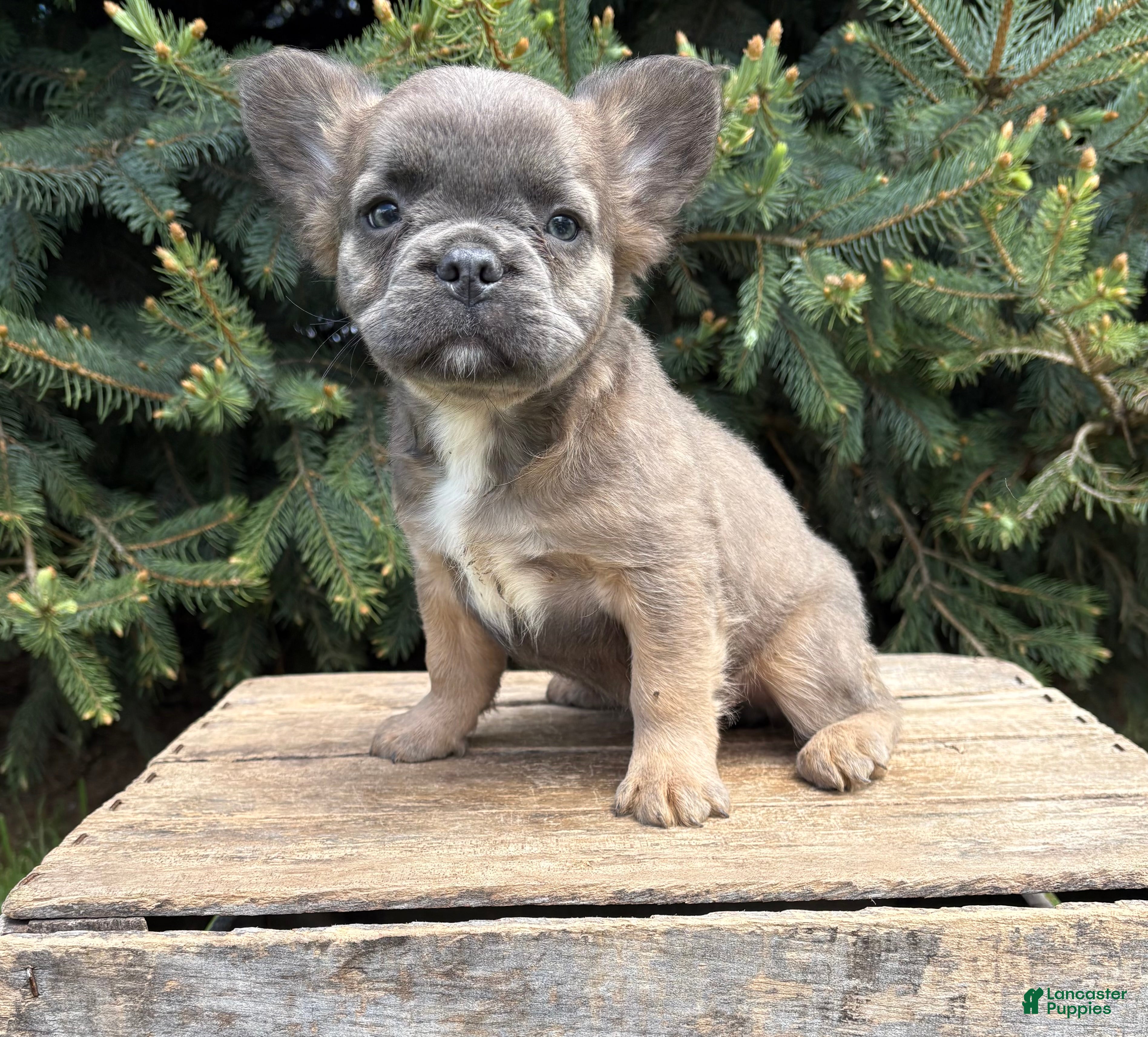 French Bulldog dogs for sale: Mercedes Fluffy - Ad 4