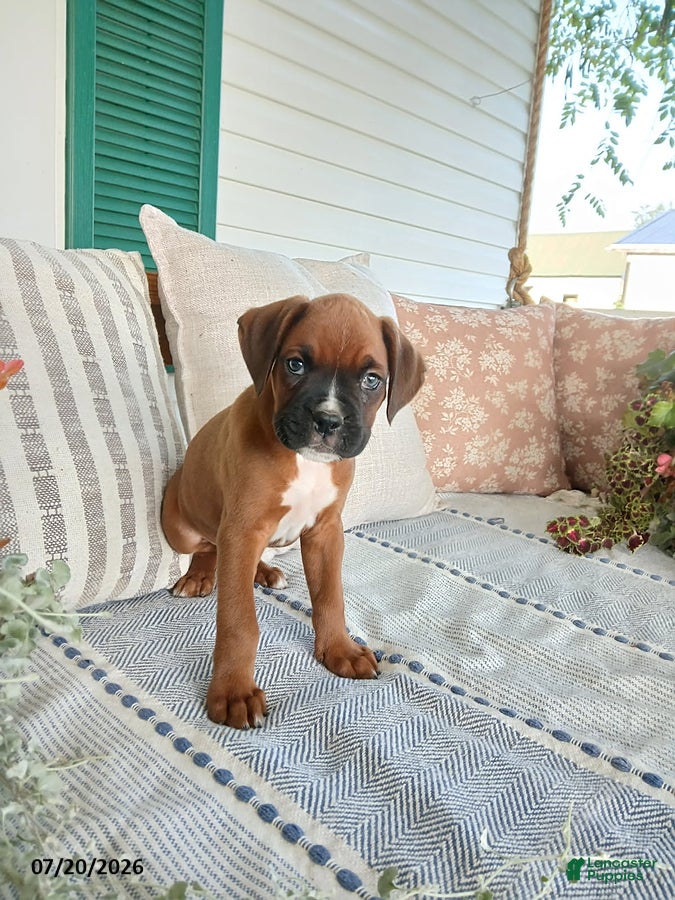 Boxer dogs Socket - Ad 1