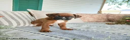 Boxer dogs for sale: Socket - Ad 1