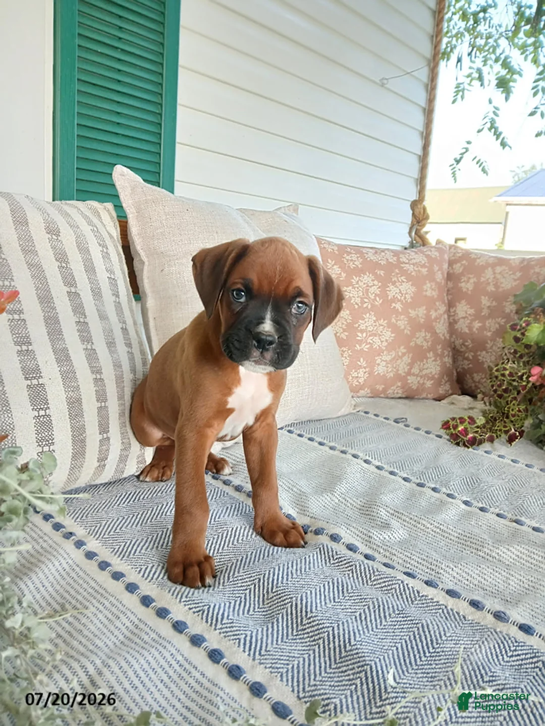 Boxer dogs for sale: Socket - Ad 1