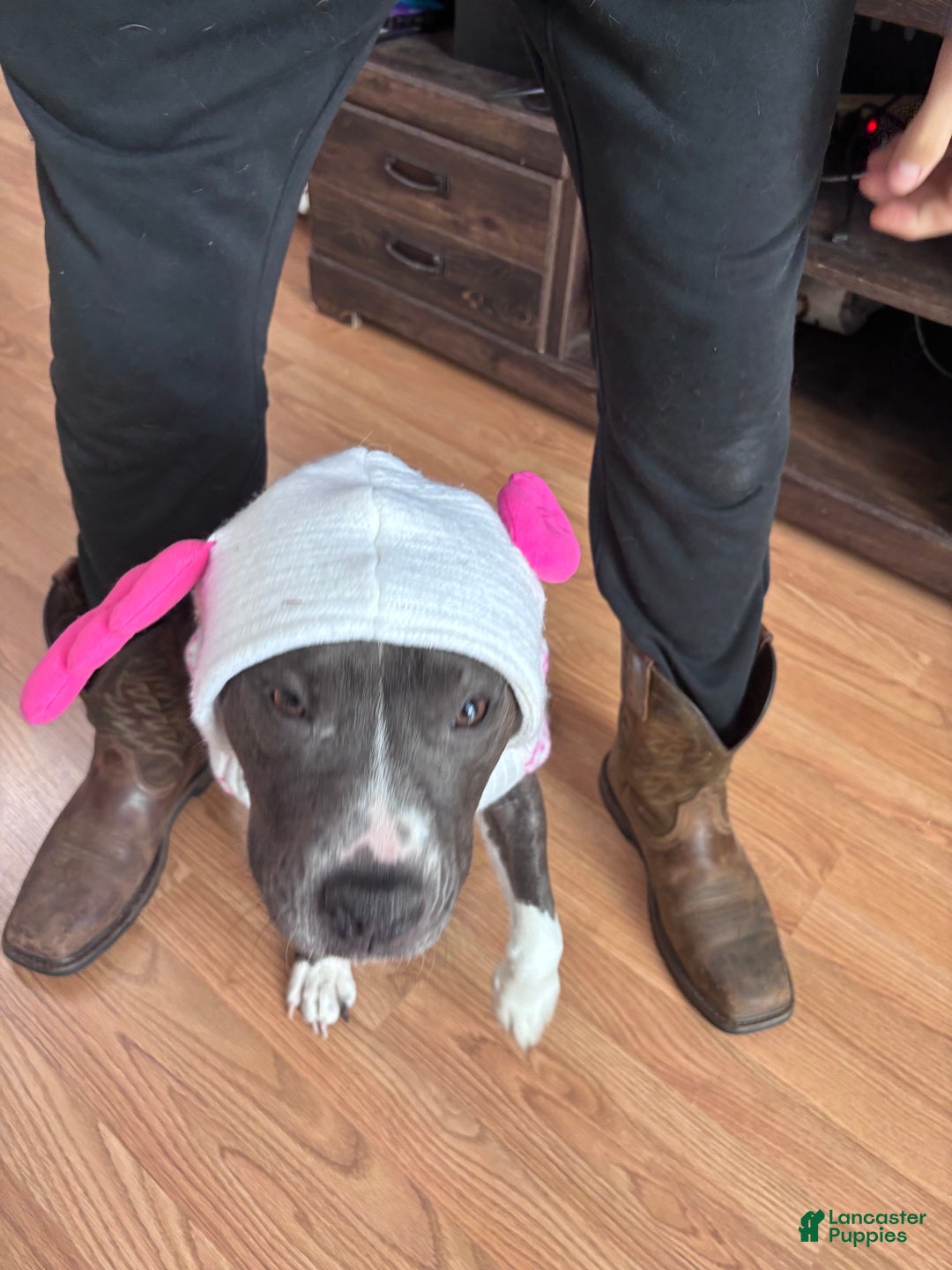 American Pit Bull Terrier dogs for sale: American Pit Bull Terrier Puppy 4 - Ad 3