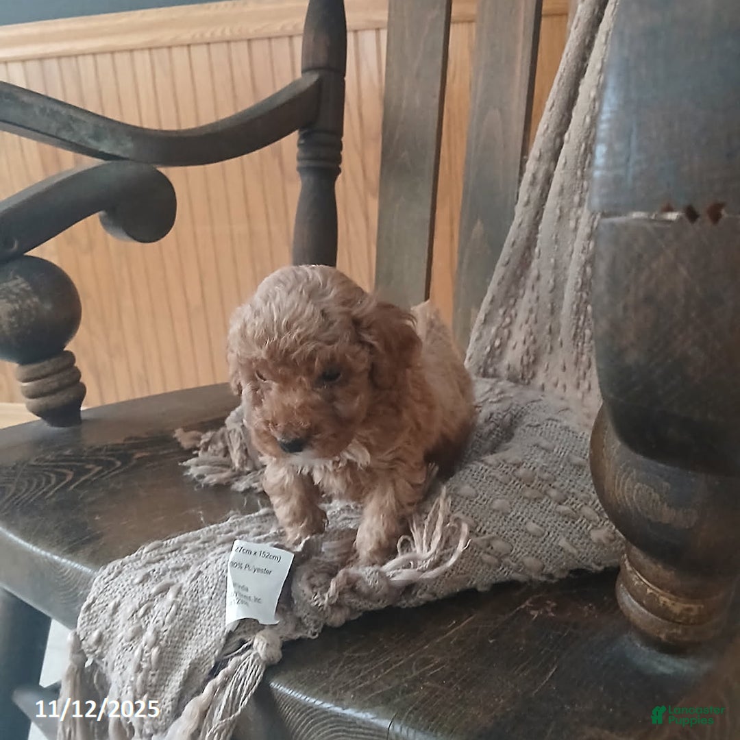 Toy Poodle dogs for sale: Teddy - Ad 2