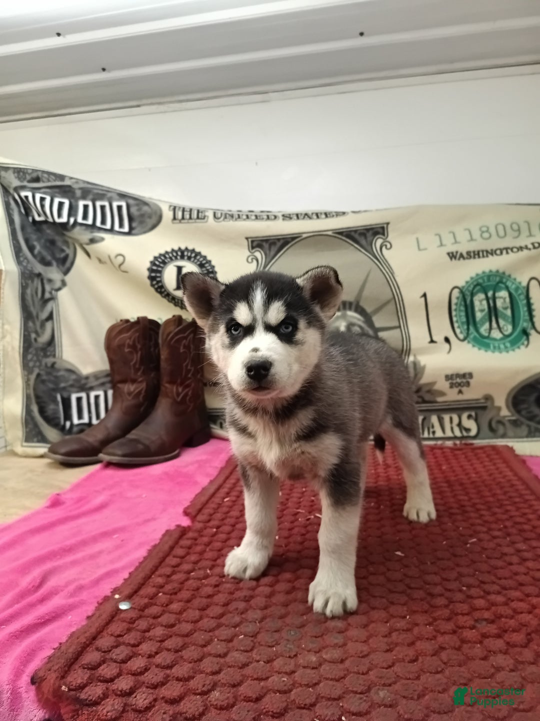 Siberian Husky dogs for sale: Ada - Ad 3
