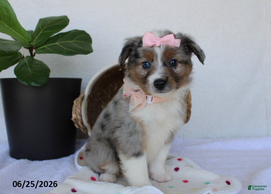 Miniature Australian Shepherd dogs Paisley - Ad 2