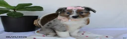 Miniature Australian Shepherd dogs for sale: Paisley - Ad 2