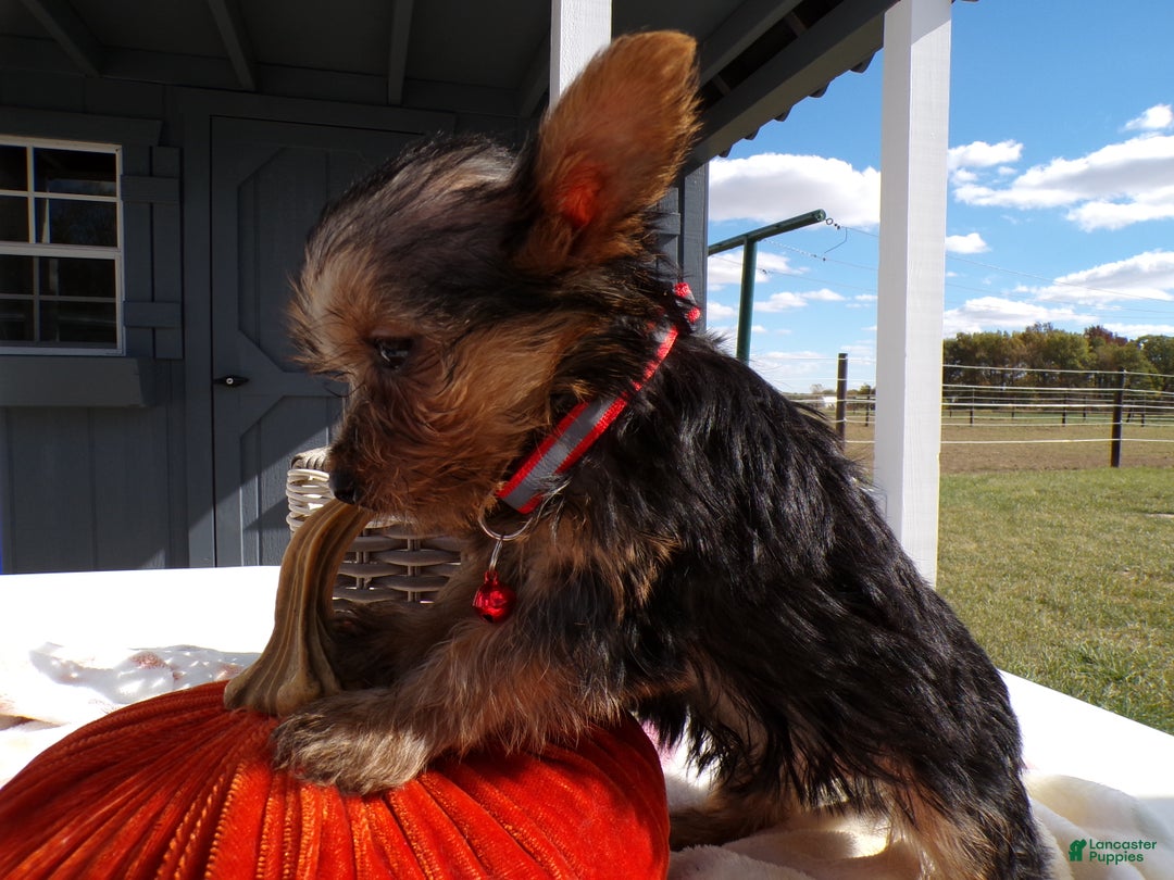 Yorkshire Terrier dogs for sale: Yorkshire Terrier Puppy 4 Milo - Ad 3