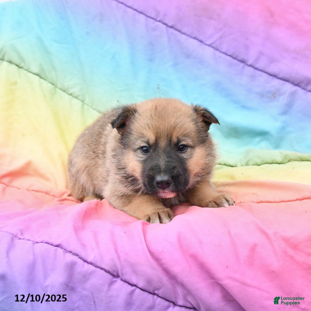 Mixed Breed dogs for sale: Bear - Ad 2