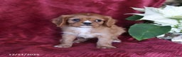 Cavalier King Charles Spaniel dogs for sale: Asher - Ad 2