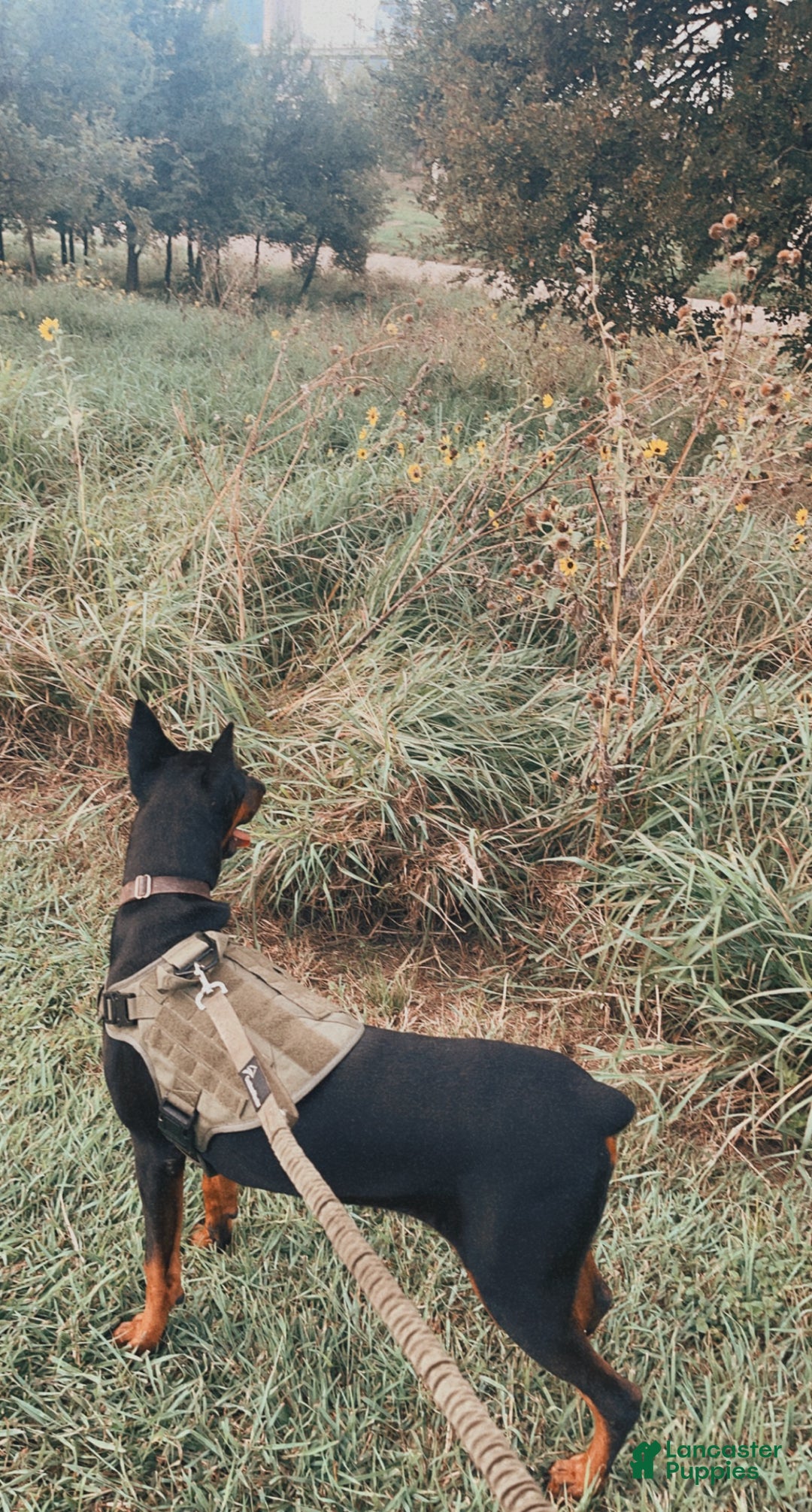 Doberman Pinscher dogs for sale: Doberman Pinscher Puppy 1 - Ad 4