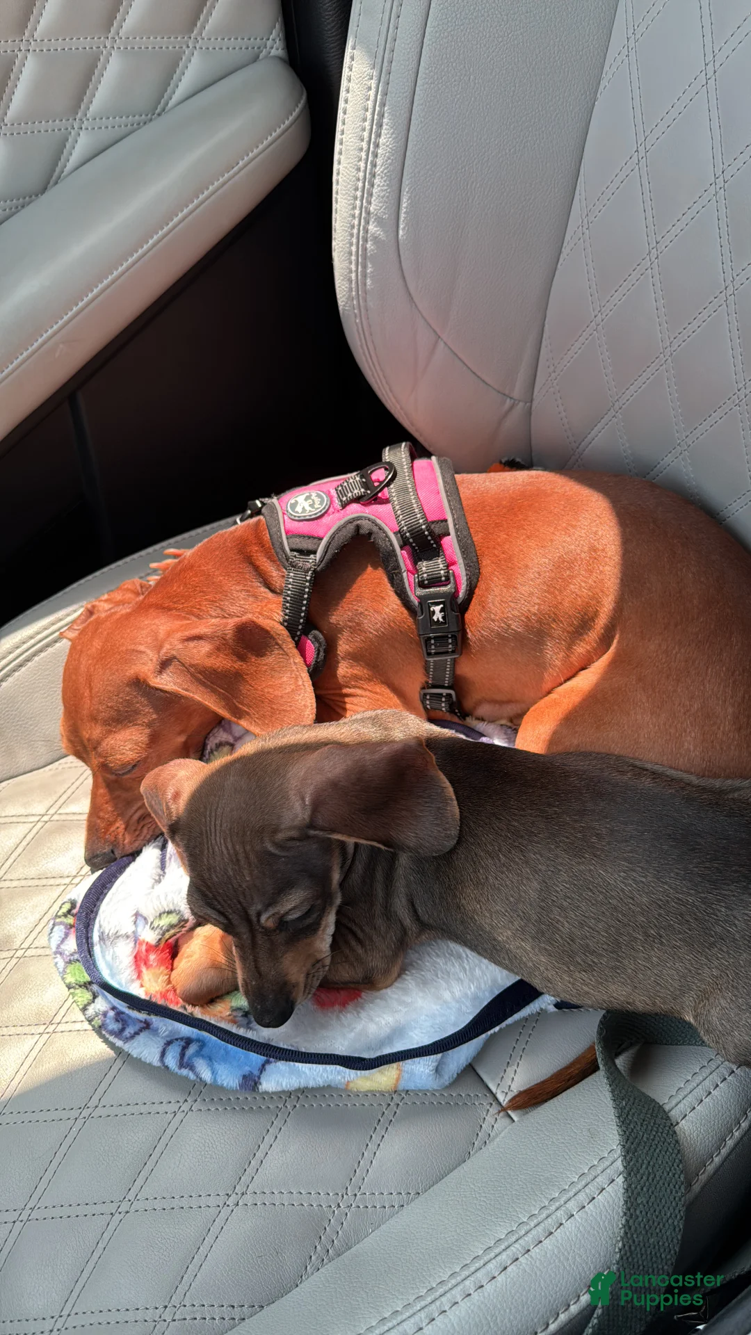 Chiweenie dogs for sale: Chiweenie Puppy 1 - Ad 7