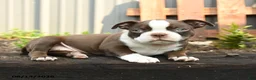 Boston Terrier dogs for sale: Vienese - Ad 4