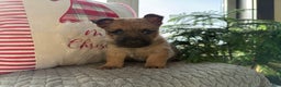 Cairn Terrier dogs for sale: Jo - Ad 3