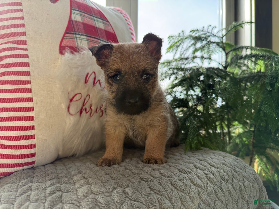 Cairn Terrier dogs for sale: Jo - Ad 3