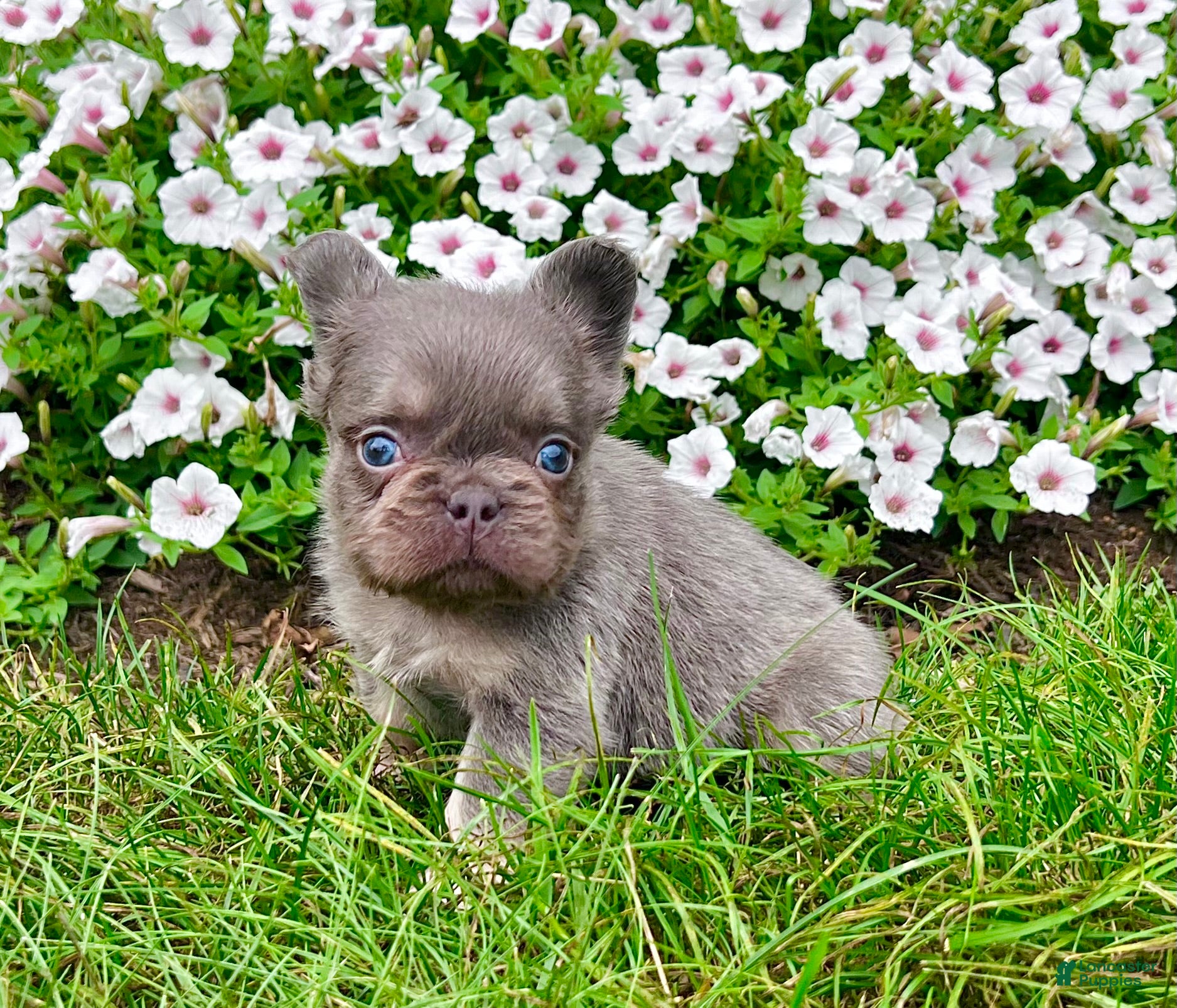 French Bulldog dogs French Bulldog 1 - Ad 2