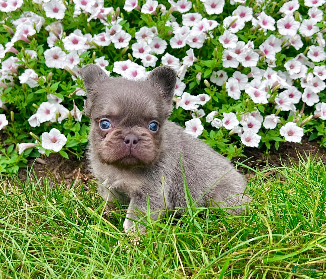French Bulldog dogs for sale: French Bulldog 1 - Ad 2