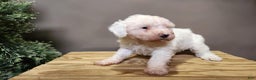 Mini Bernedoodle dogs for sale: Rudolph - Ad 11