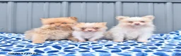 Pomeranian dogs for sale: Dahlia - Ad 5