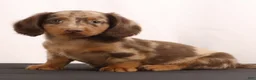 Dachshund dogs for sale: Duke - Ad 13