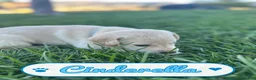 Labrador Retriever dogs for sale: Cinderella - Ad 2