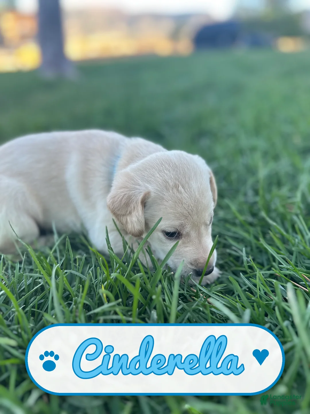 Labrador Retriever dogs for sale: Cinderella - Ad 2