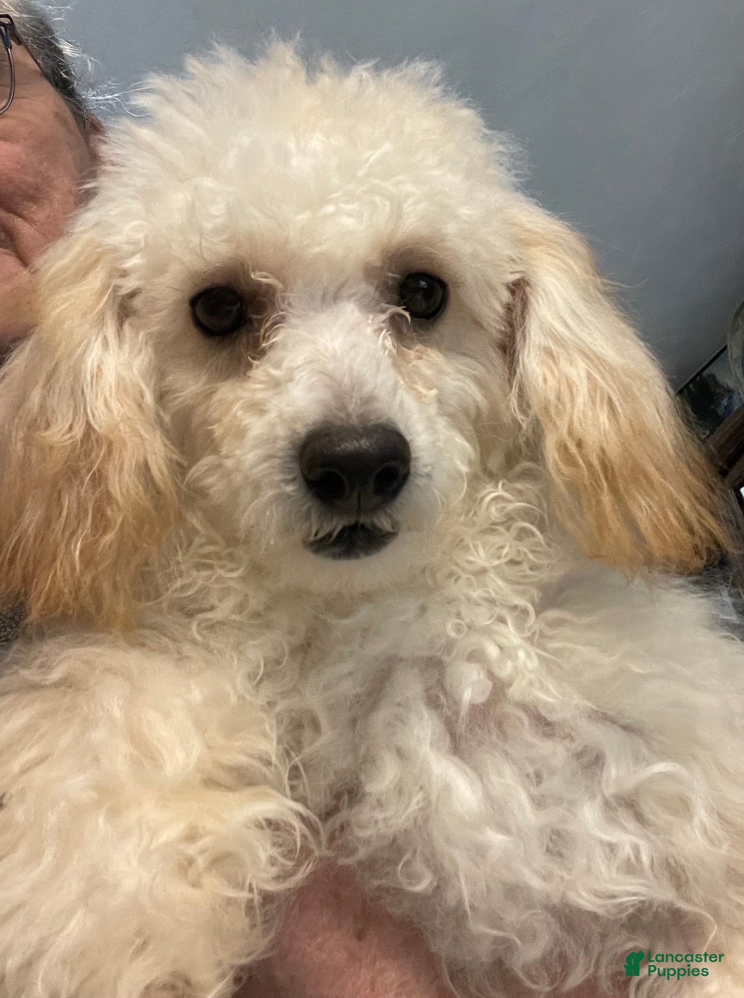 Toy Poodle dogs for sale: Leon - Ad 14