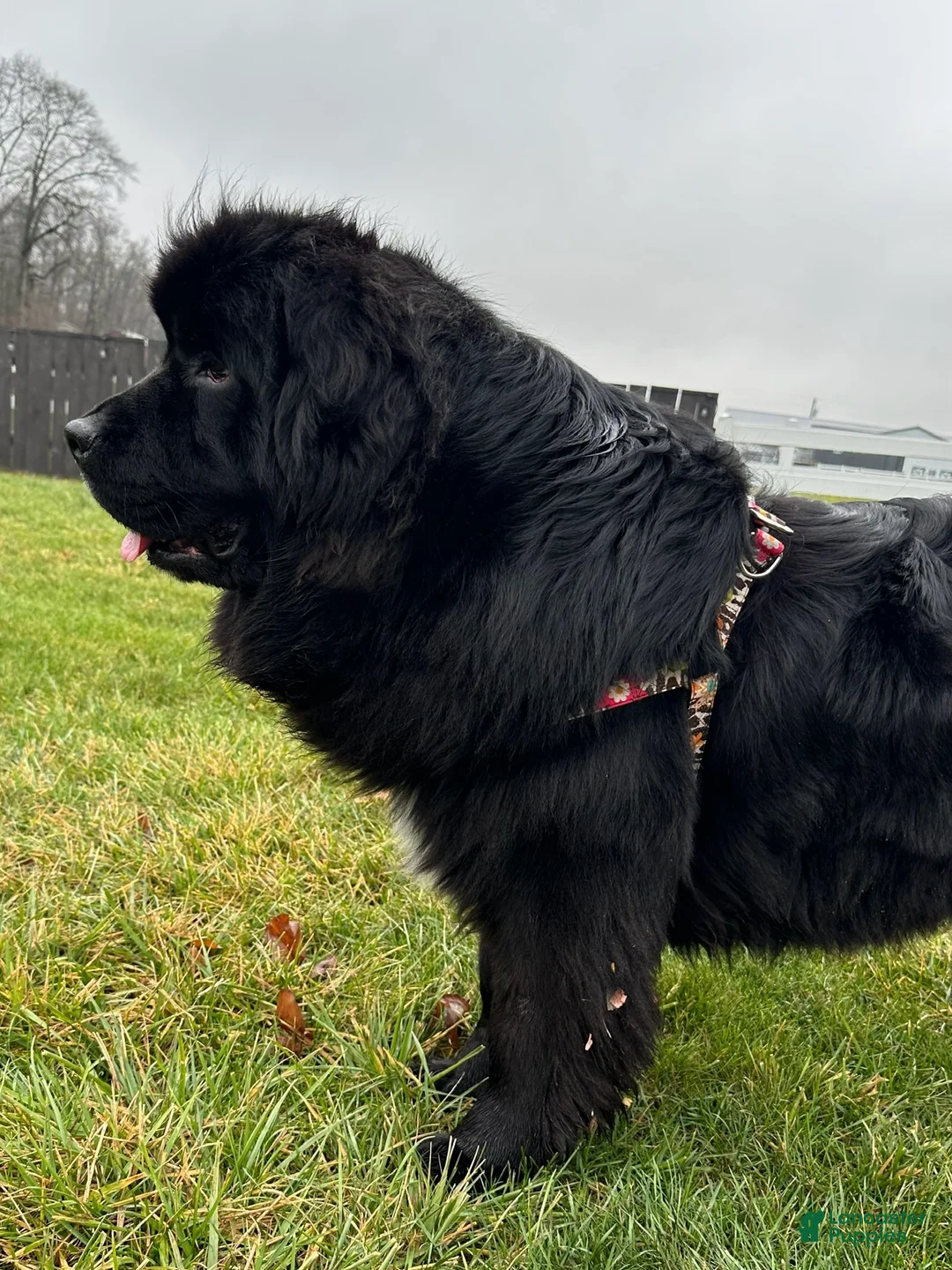 Newfoundland dogs for sale: AKC,OFA,CH, “ Lillie”  - Ad 11