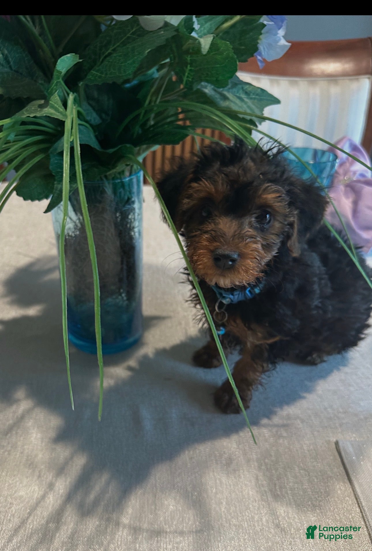 Yorkiepoo dogs for sale: Jonah - Ad 1