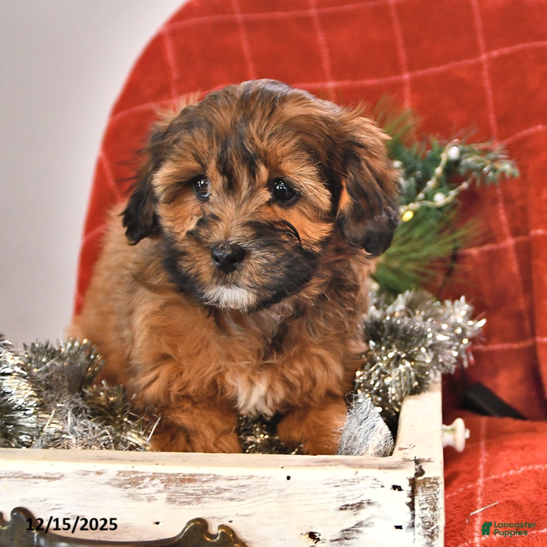 Shihpoo dogs for sale: Star - Ad 1