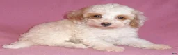 Miniature Poodle dogs for sale: Lola - Ad 5