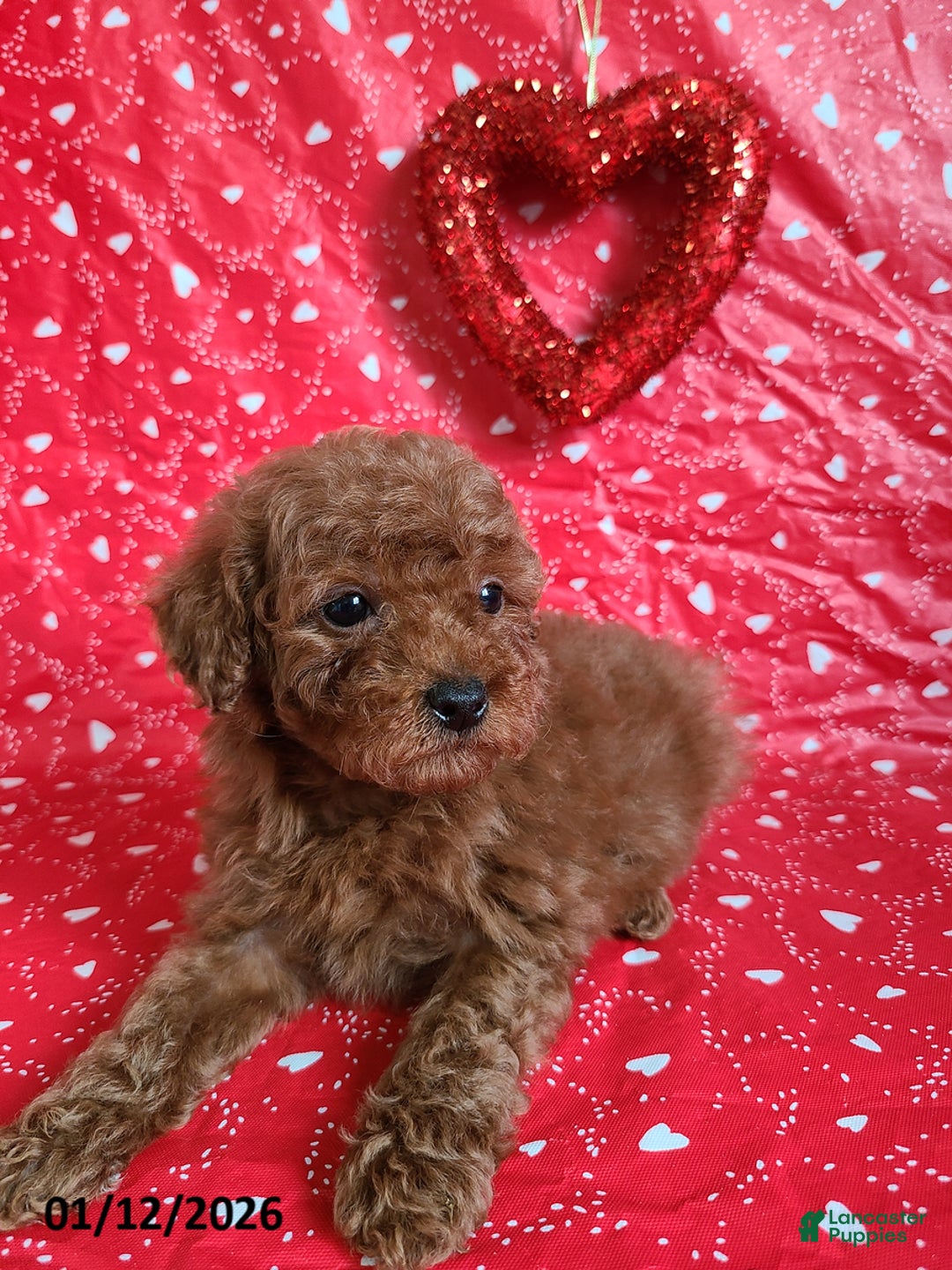 Bichpoo dogs for sale: Donnie - Ad 5