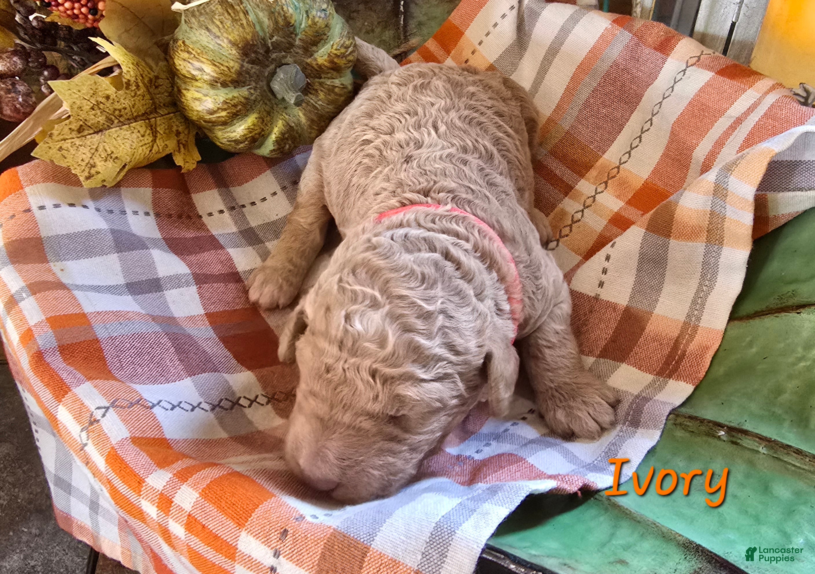 Goldendoodle dogs for sale: Mini Goldendoodle 8 - Ad 34