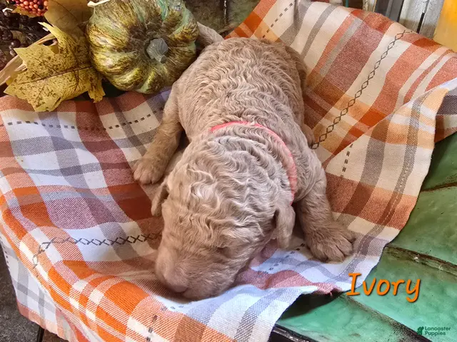 Goldendoodle dogs for sale: Mini Goldendoodle 8 - Ad 34