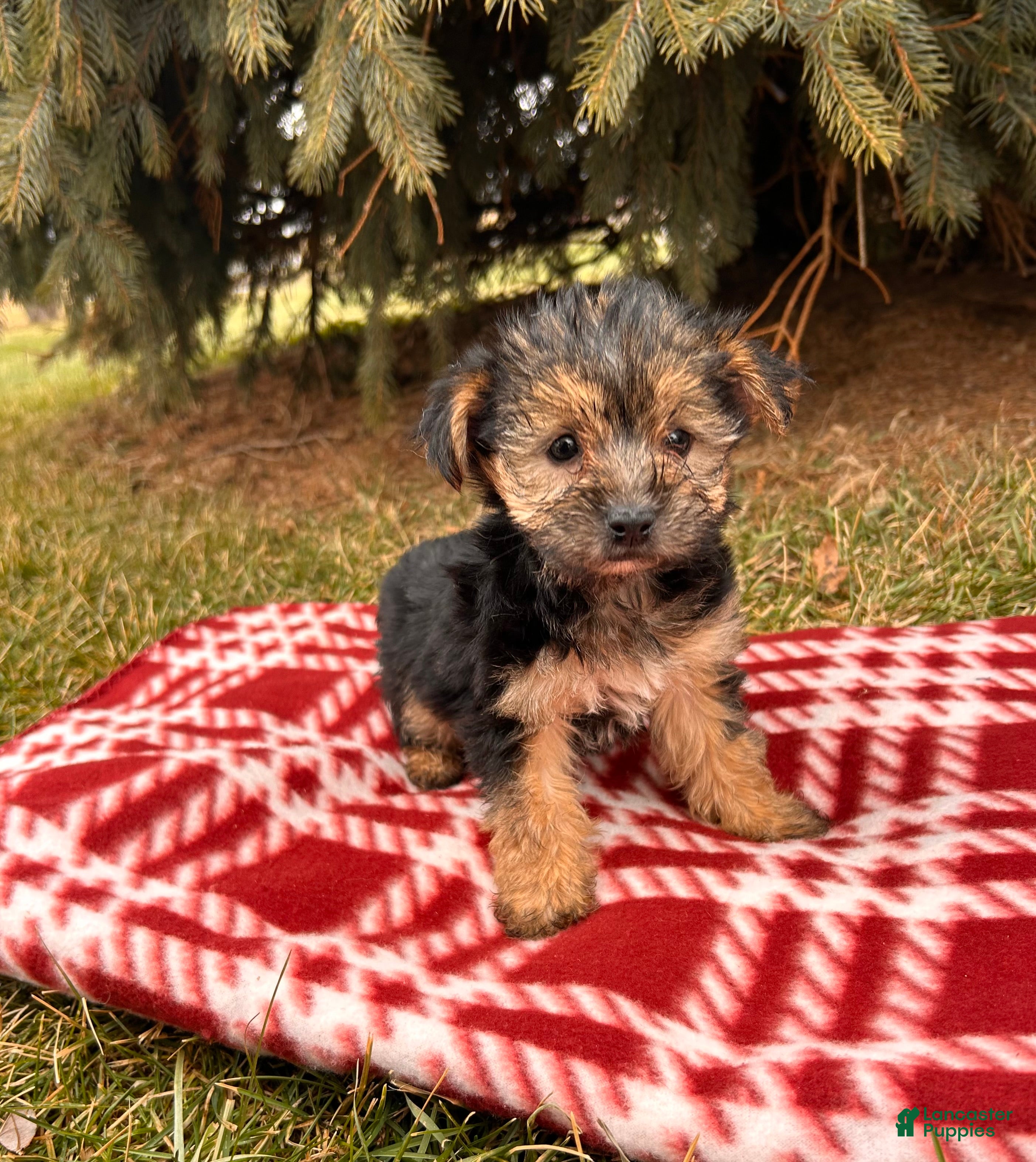 Morkie dogs Murphy - Ad 23