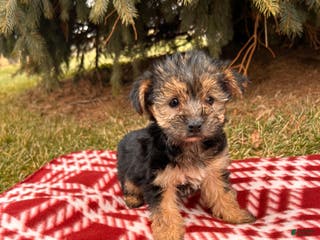 Morkie dogs Murphy - Ad 23