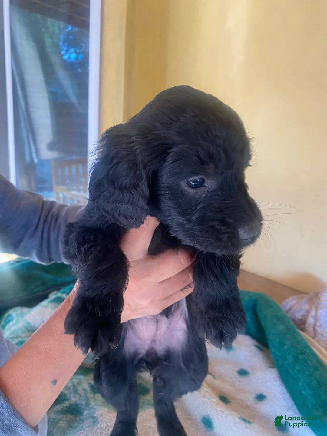 Goldendoodle dogs for sale: Goldendoodle Puppy 4 - Ad 1