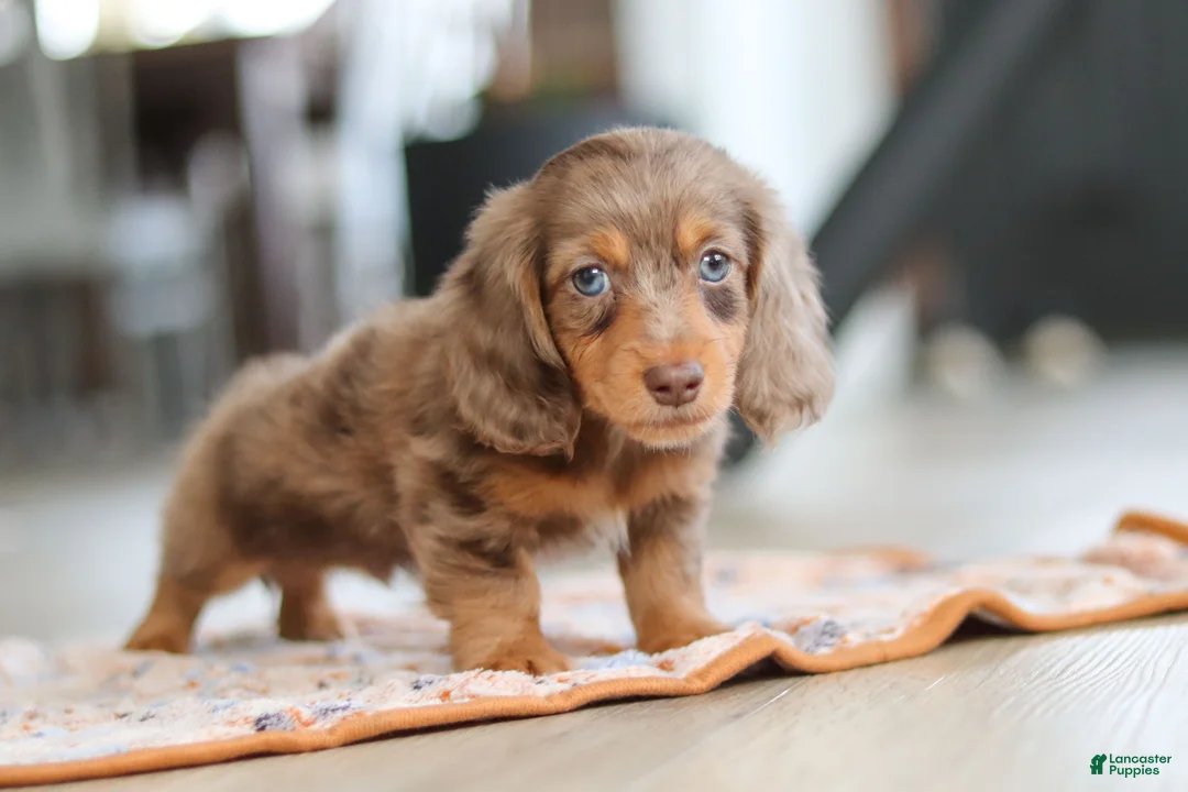 Miniature Dachshund dogs for sale: Champ - Ad 3