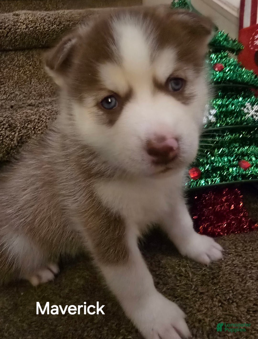 Pomsky dogs for sale: Maverick - Ad 3