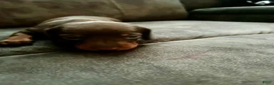 SOLD Miniature Dachshund 3