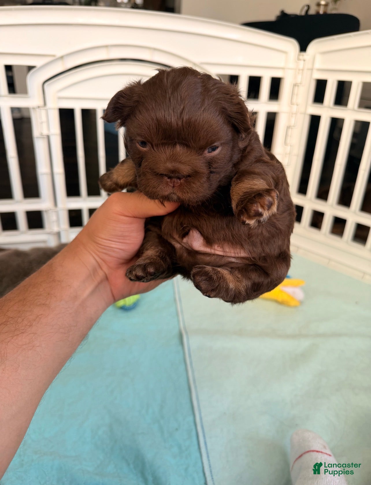 French Bulldog dogs Butterfinger - Ad 1