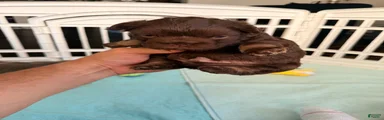 Butterfinger