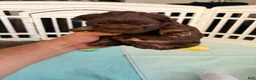 French Bulldog dogs for sale: Butterfinger - Ad 1