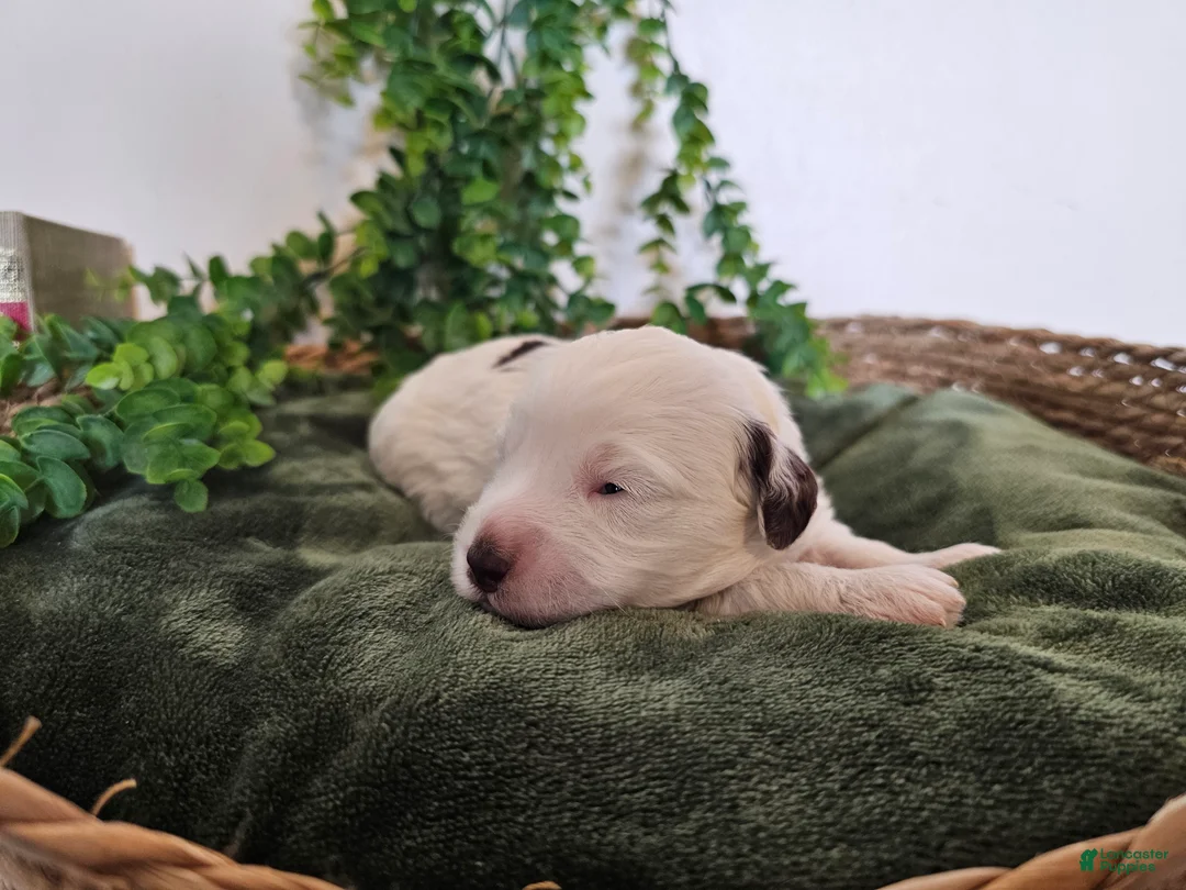 Mini Goldendoodle dogs for sale: Lily - Ad 2