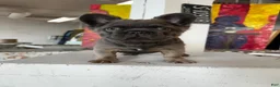 French Bulldog dogs for sale: Apollo - Ad 3