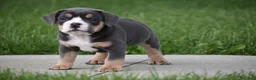 Beabull dogs for sale: Liam - Ad 7