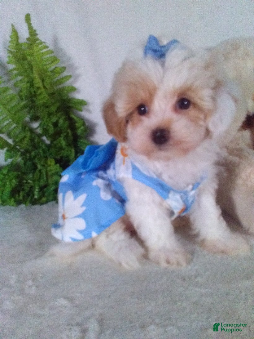 Bichpoo dogs Jasmine  - Ad 1